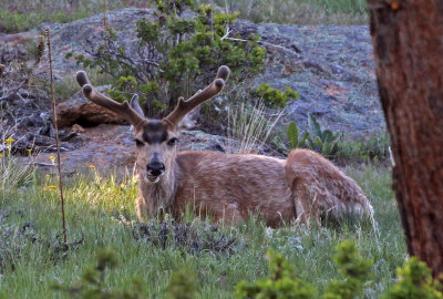 Mule Deer 2019-06-09