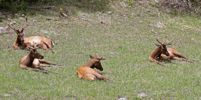 Elk 2019-06-18
