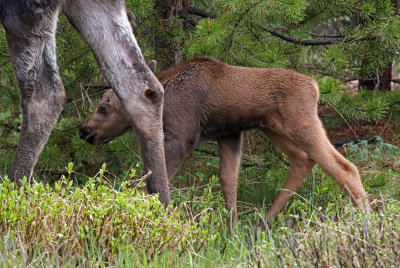 Moose 2019-06-18