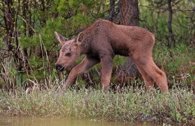 Moose 2019-06-18