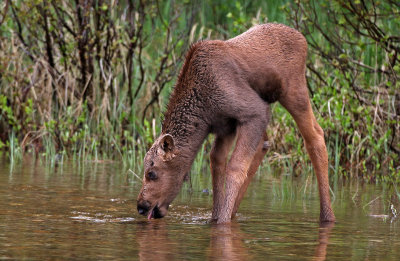 Moose 2019-06-18