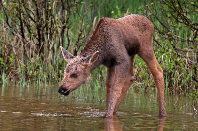 Moose 2019-06-18