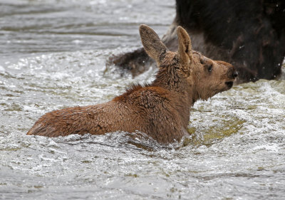 Moose 2019-06-18