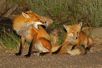 Red Fox 2019-06-23