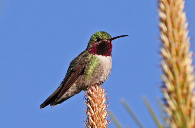 Broad-tailed Hummingbird 2019-06-23