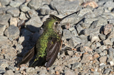 Broad-tailed Hummingbird 2019-06-26