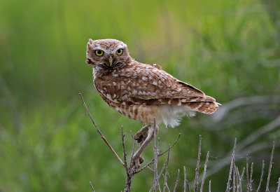 Burrowing Owl 2019-06-26