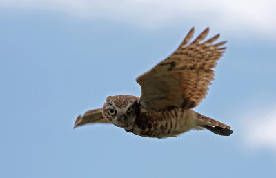 Burrowing Owl 2019-06-26