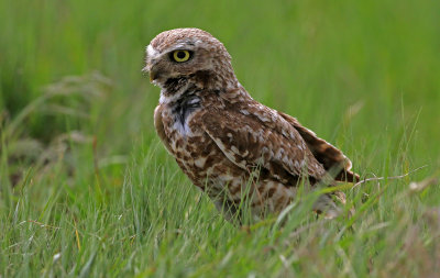 Burrowing Owl 2019-06-26