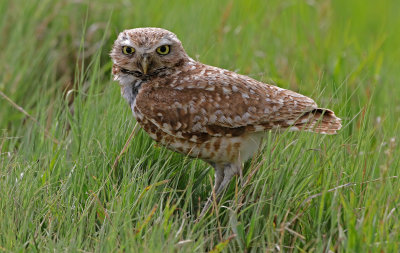 Burrowing Owl 2019-06-26