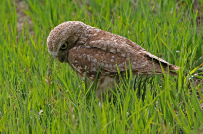 Burrowing Owl 2019-06-26