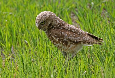 Burrowing Owl 2019-06-26