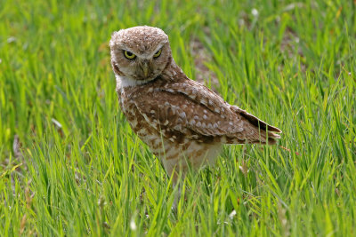 Burrowing Owl 2019-06-26