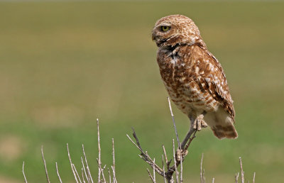 Burrowing Owl 2019-06-26