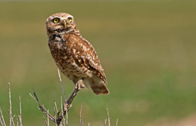 Burrowing Owl 2019-06-26