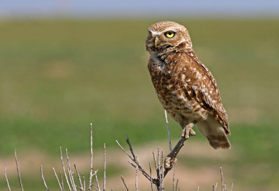 Burrowing Owl 2019-06-26