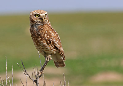 Burrowing Owl 2019-06-26