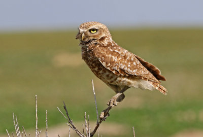 Burrowing Owl 2019-06-26