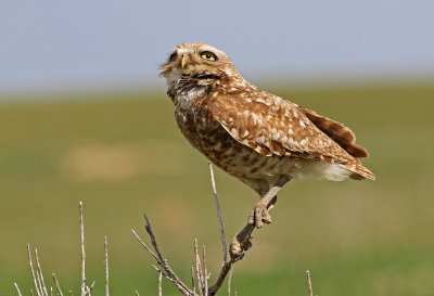 Burrowing Owl 2019-06-26