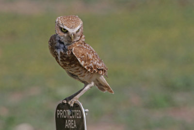 Burrowing Owl 2019-06-26