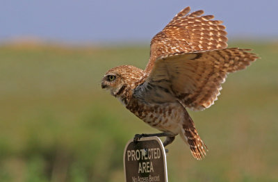 Burrowing Owl 2019-06-26
