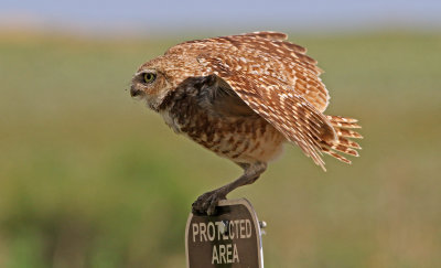 Burrowing Owl 2019-06-26