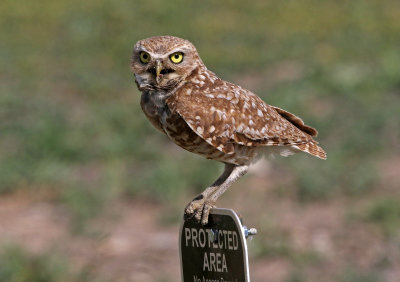 Burrowing Owl 2019-06-26