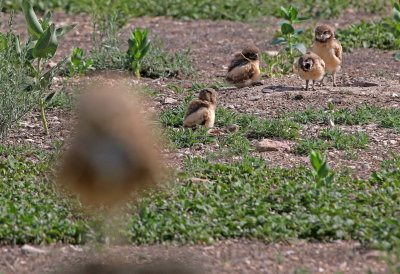 Burrowing Owl 2019-06-26
