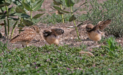 Burrowing Owl 2019-06-26