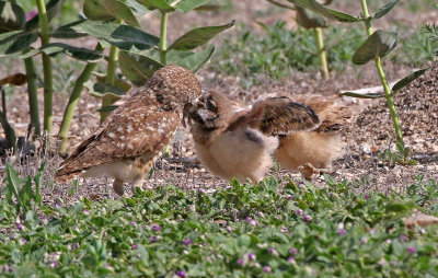 Burrowing Owl 2019-06-26