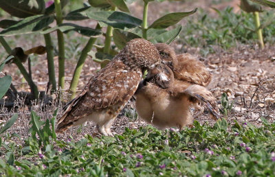 Burrowing Owl 2019-06-26