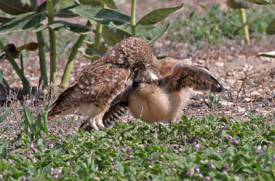 Burrowing Owl 2019-06-26