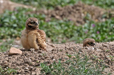 Burrowing Owl 2019-06-26
