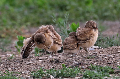 Burrowing Owl 2019-06-26