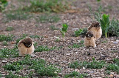 Burrowing Owl 2019-06-26
