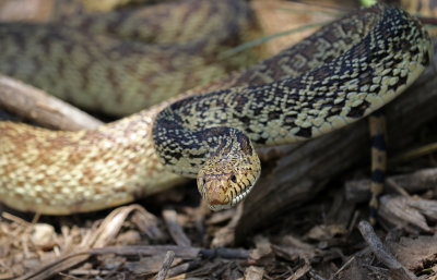 Bullsnake 2019-07-07
