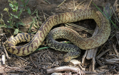Bullsnake 2019-07-07