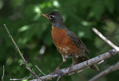 American Robin 2019-07-07