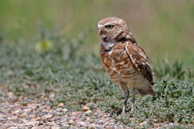 Burrowing Owl 2019-07-07