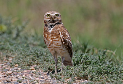 Burrowing Owl 2019-07-07
