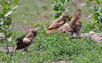 Burrowing Owl 2019-07-07
