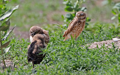 Burrowing Owl 2019-07-07