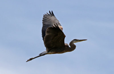 Great Blue Heron 2019-07-07