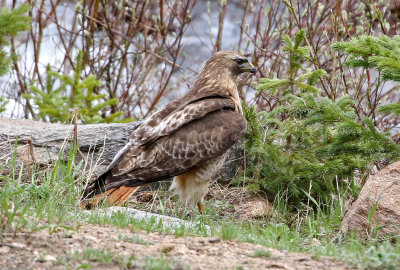 Red-tailed Hawk 2019-06-18