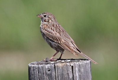 Vesper Sparrow 2019-07-07