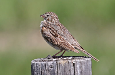 Vesper Sparrow 2019-07-07
