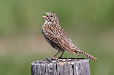 Vesper Sparrow 2019-07-07