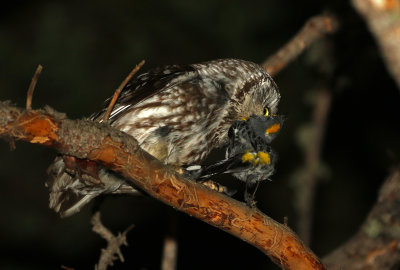 Boreal Owl Research