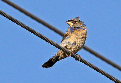 Blue Grosbeak 2019-07-09