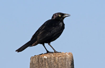 Brewer's Blackbird 2019-07-09